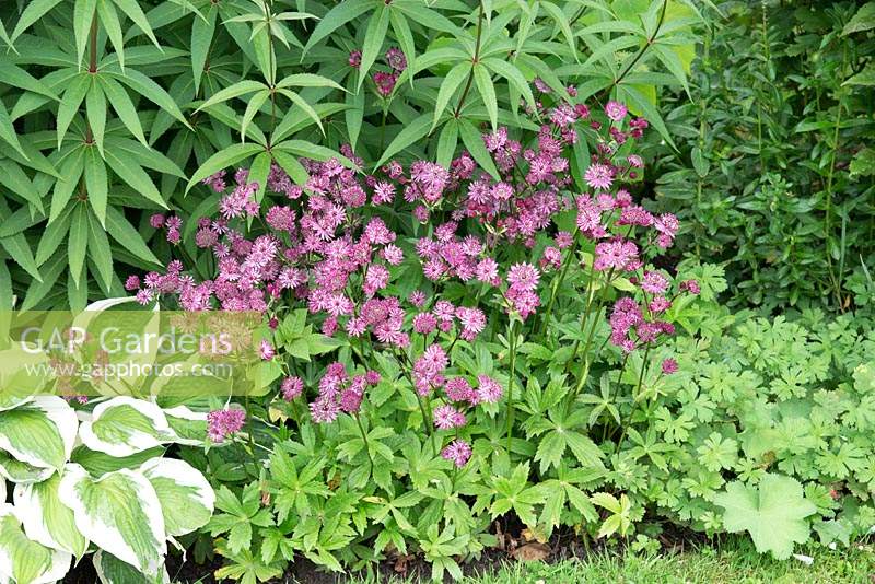 Astrantia 'Claret' in front of a mixed border near a variegated Hosta