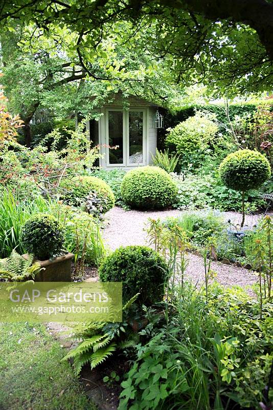 Shaded small town garden with Buxus - Box - topiary, gravel paths, mixed beds and a summerhouse