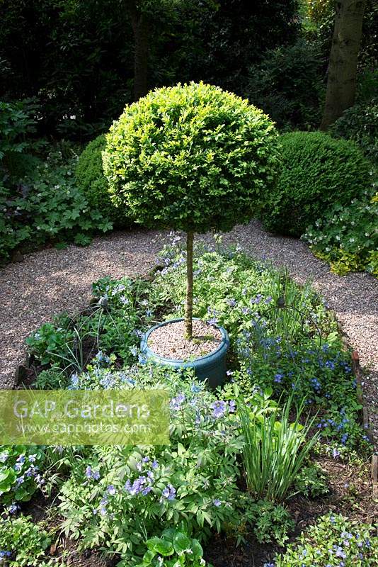 Buxus - Box - standard in pot in a circular bed with shade-loving perennials 