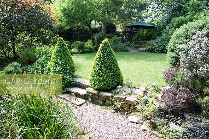 Shaded small town garden, with pair of Buxus - Box - topiary cones either side of steps leading to a lawn surrounded by mixed borders and seating area beyond 