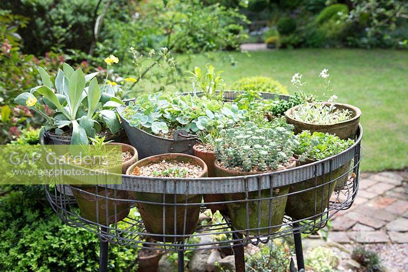 Arrangement of alpines in small clay pots in elevated metal container