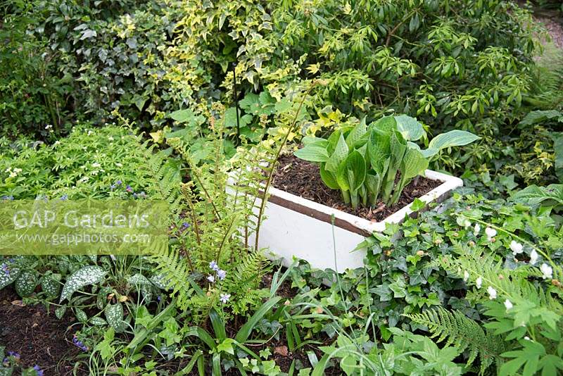 A recycled white sink planted with Hosta surrounded by other shade-loving foliage plants