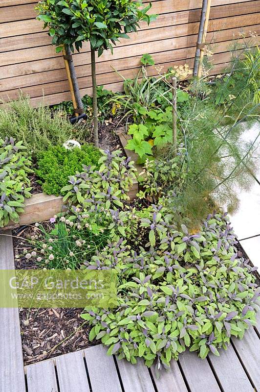 Modern courtyard garden - decking area planted with Sage