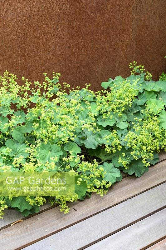 Container planting with Alchemilla