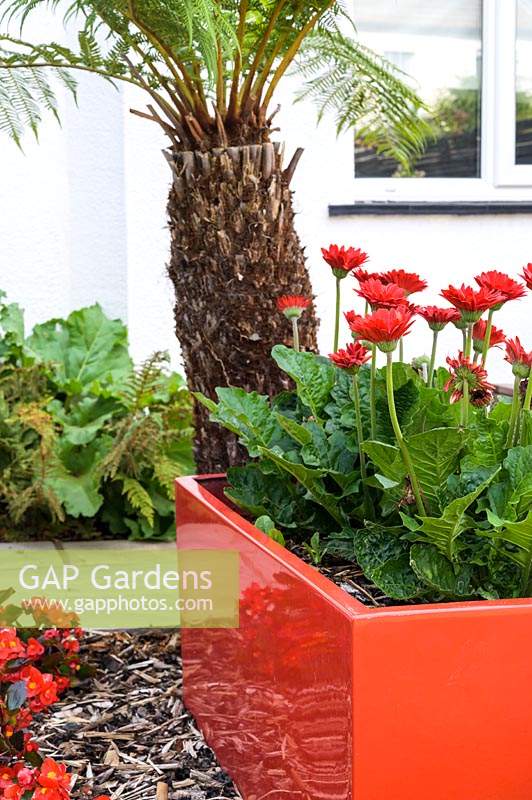 Tree fern and red planter with gerbera in Modern Town Garden in Essex.