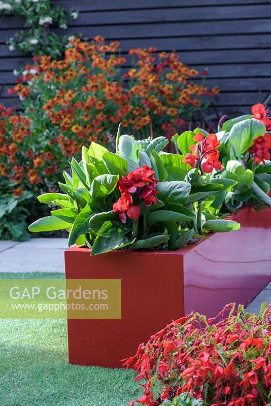 Modern Town Garden in Essex - red planters with Canna.