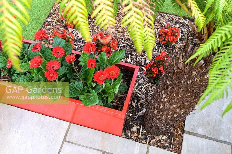 Modern Town Garden in Essex - tree fern and red planters with gerbera