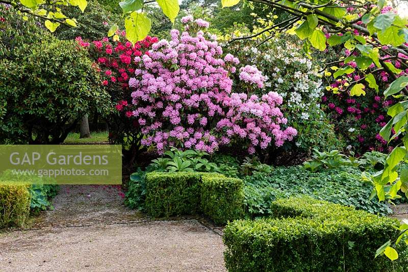 Path through buxus hedging and beds of Rhododendron.