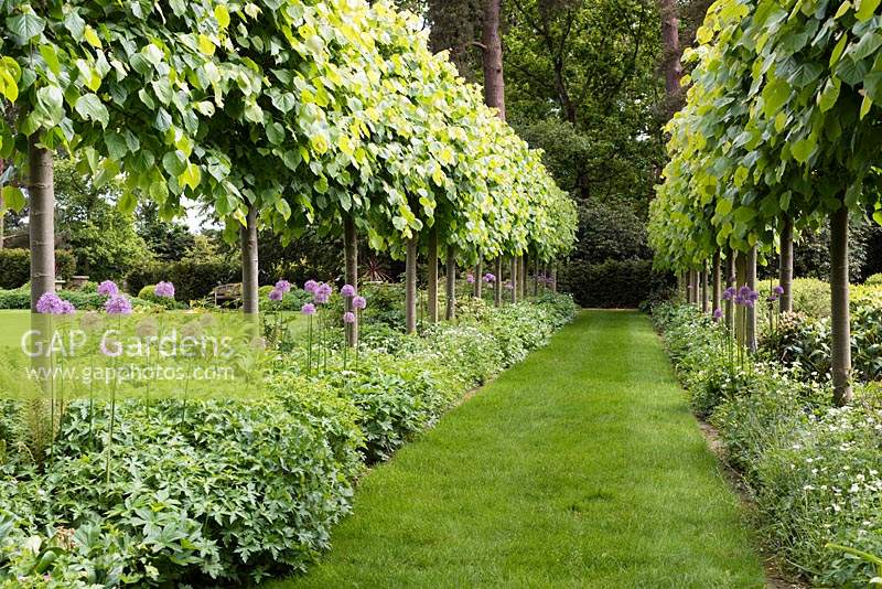 The Pleached Lime Walk with Allium 'Gladiator'.