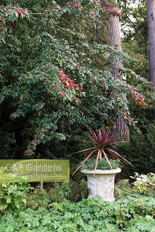 Wooden bench stands under Cotoneaster by pot of Cordyline australis 'Atropurpurea'