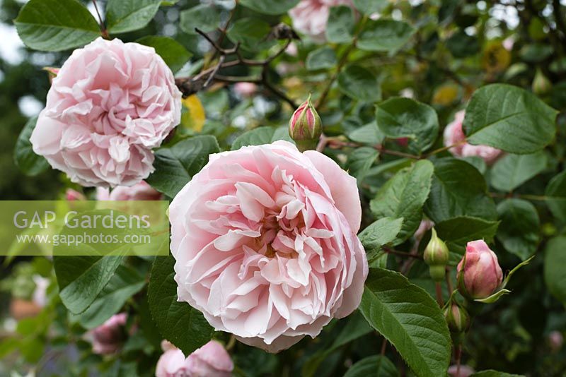 Rosa 'Generous Gardener' - Rose 'Generous Gardener'