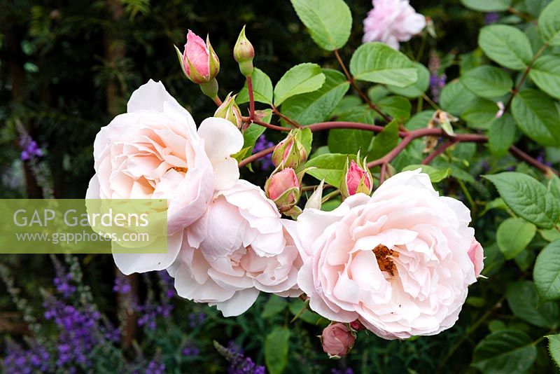 Rosa 'Generous Gardener' - Rose 'Generous Gardener'