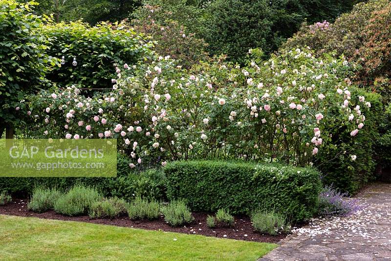 Rosa 'Gentle Hermione' on a pergola at the corner of the Main Lawn. 