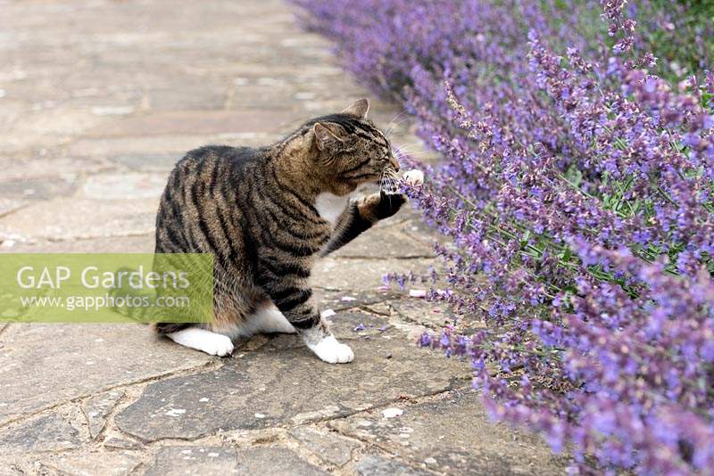 'Kundala' eating the Nepeta on the Lawn Terrace.