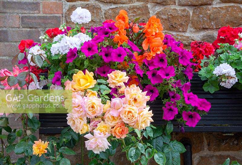 Window box with Pelargonium, Petunia and Begonias - Roses in front