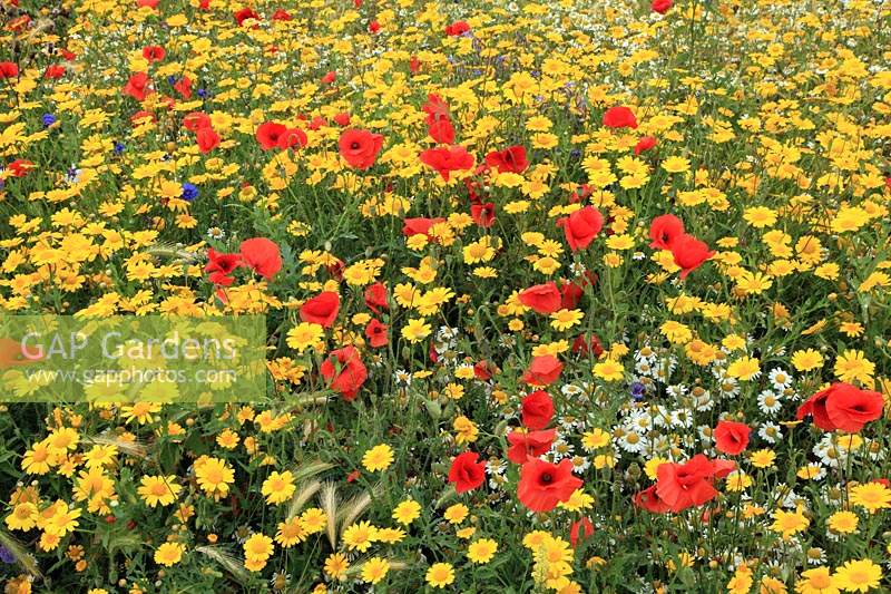 Field poppies and field daisies.
