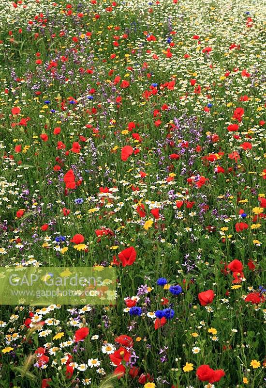 Wildflowers in a field including poppies and daisies.
