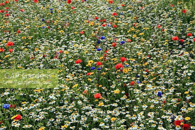 Wildflowers in a field including poppies and daisies.