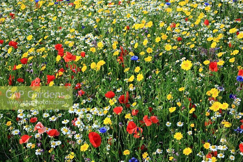 Wildflowers including poppies, daisies and cornflowers.	