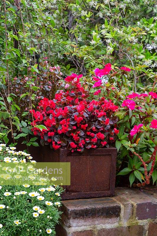 A burgundy foliaged Begonia with double red flowers in a rusty metal recycled container on a brick peer in a garden.