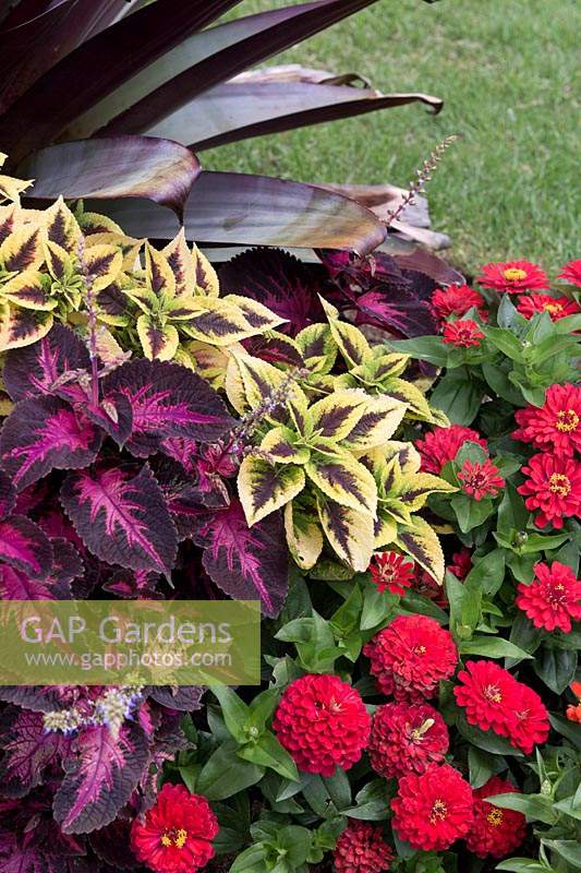 A colourful tropical style planting featuring a Bromeliad, Solenostemon scutellarioides - Coleus and flowering Zinnia