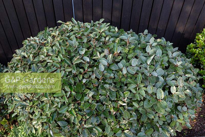 An oval shaped Elaeagnus x ebbingei - Oleaster - growing in front of a wooden fence