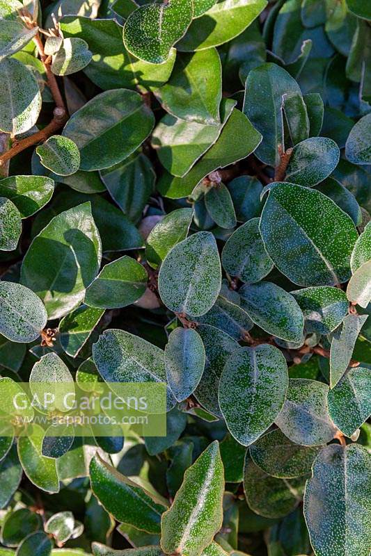Elaeagnus x ebbingei - Oleaster - detail of leaves