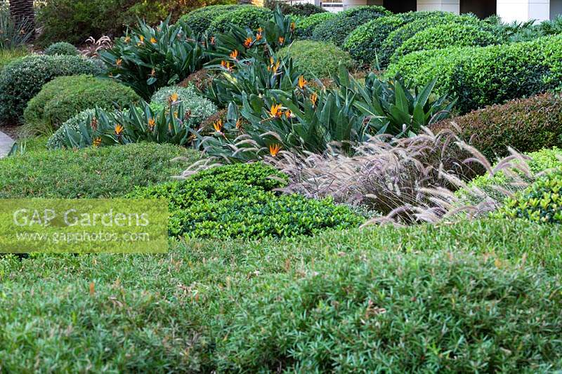 Topiary garden featuring: Westringia fruticosa - Coastal Rosemary, Callistemon - Bottlebrush and Rhaphiolepis - Indian Hawthorn, flowering Strelitzia - Bird of Paradise and Pennisetum - Purple Fountain grass