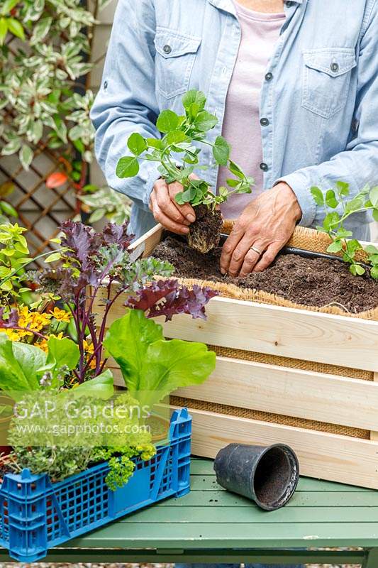Woman planting Pea plants into a wooden crate 