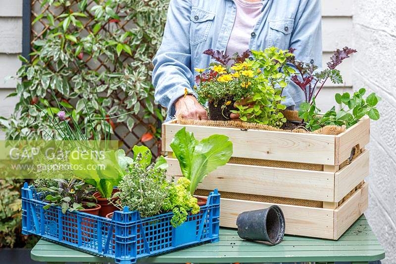 Woman planting Bidens 'Biddy Bop' amongst herbs and vegetables to attract insects to the planter