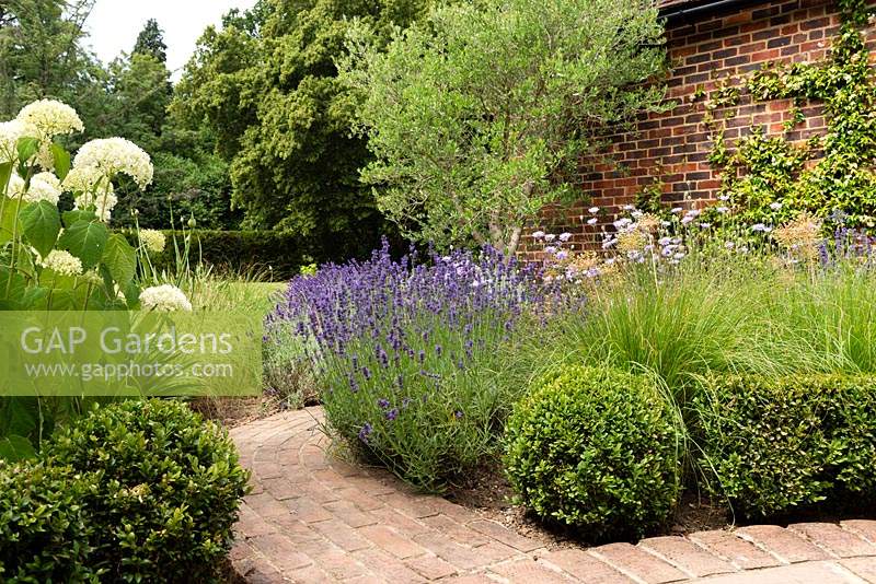 Brick path between mixed beds edged with topiary