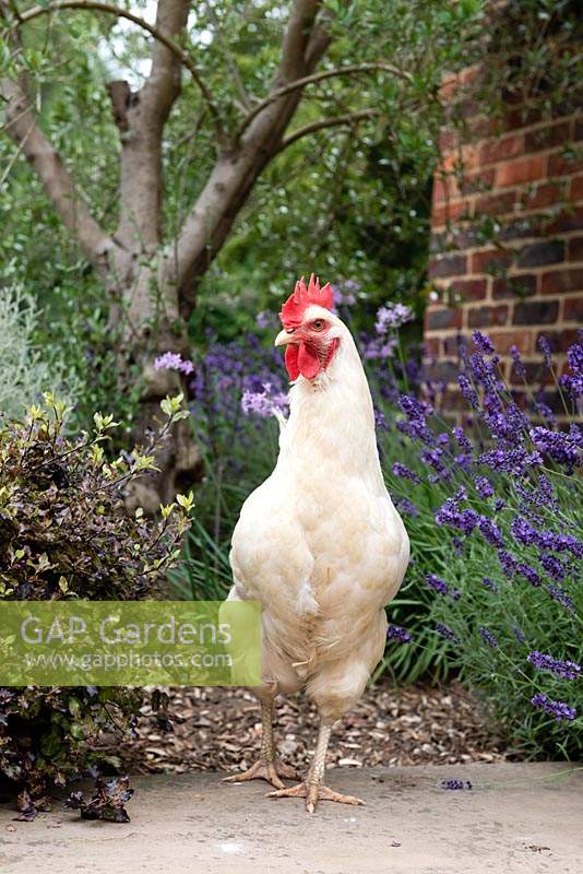 A chicken has free range to explore the shrub border