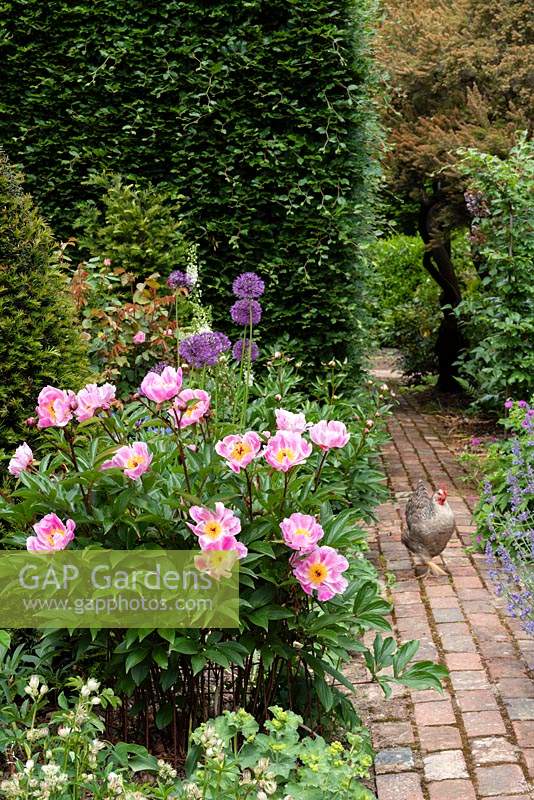 Paeonia - Peony in a bed by brick path, chicken nearby 