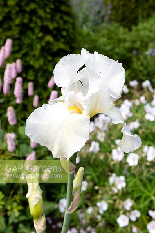 Iris 'Midhurst White'