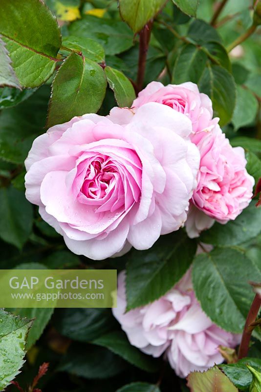 Rosa 'Queen of Sweden' - English Rose