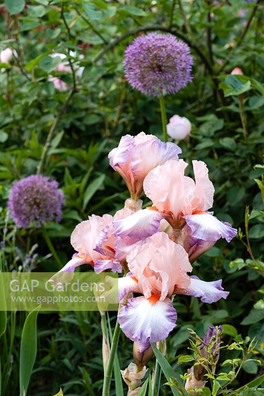 Iris 'Poesie' with Allium hollandicum 'Purple Sensation'