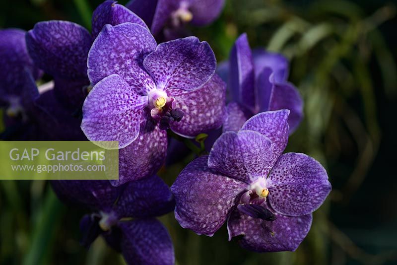 Ascocenda 'Jumbo Blue' - Hybrid Orchid