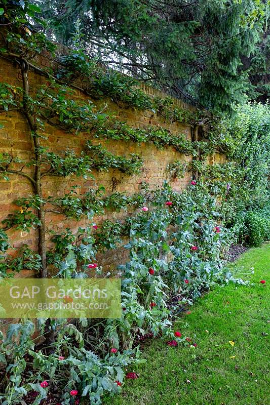 Espalier apples in walled garden, with self seeded poppies. 