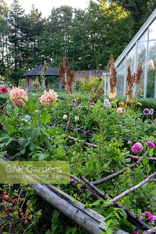 Wooden plant supports for Dahlias in cutting garden.