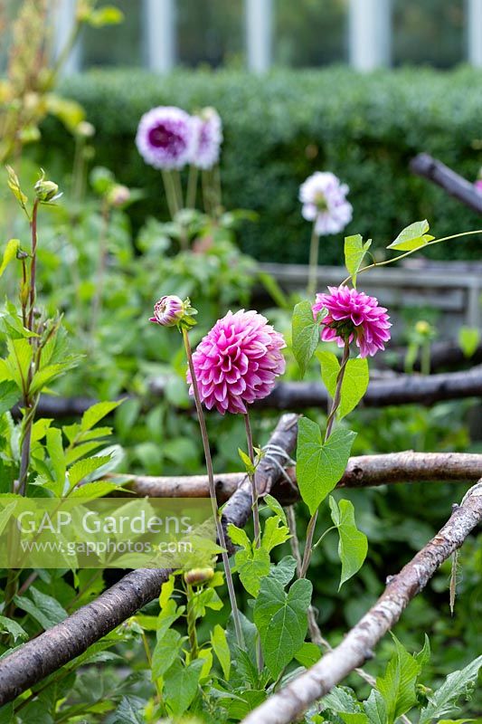 Dahlia in a cutting garden with rustic plant support and Bindweed growing up stem
