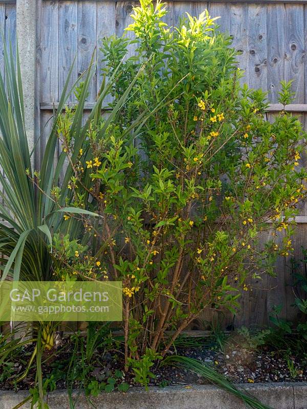 Forsythia in narrow bed by fence