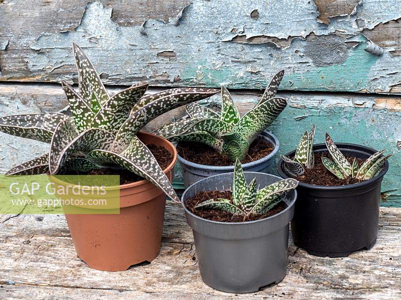 Gasterhaworthia 'Spotted Beauty', repotted baby plantlets from an overgrown succulent houseplant