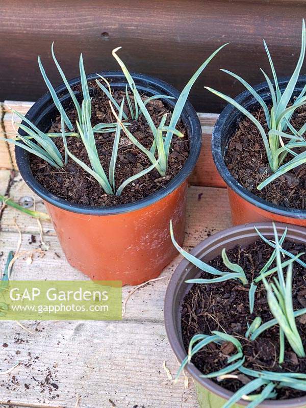 Create new plants from old - Dianthus cuttings potted up - scented pinks 