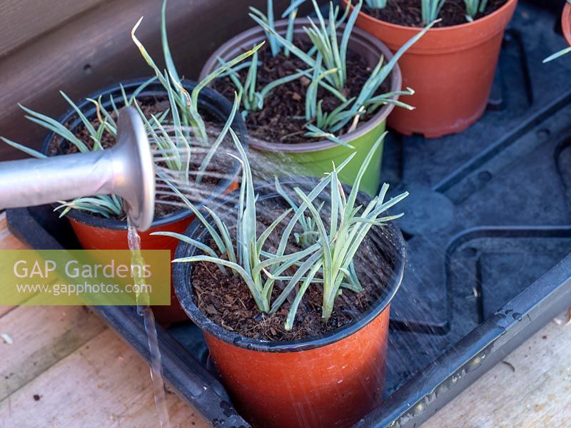 Create new plants from old - Dianthus cuttings - scented pinks.  Water in new cuttings