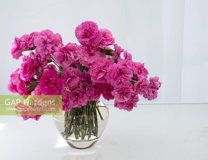 Glass vase of Dianthus - scented pinks 