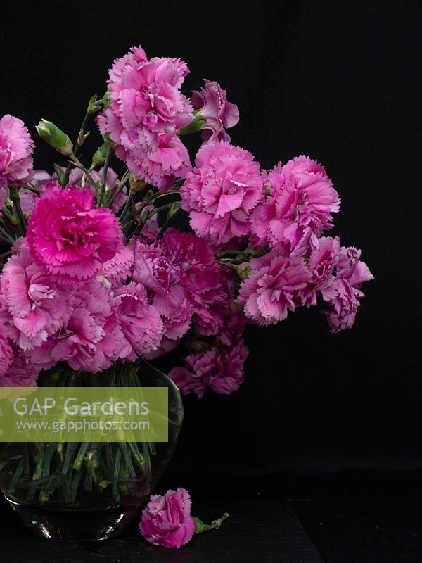 Vase of Dianthus - scented pinks 