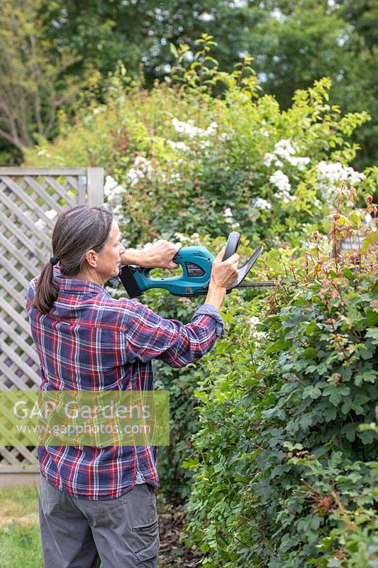 Woman using battery powered hedge cutter to trim the top of an overgrown field maple hedge