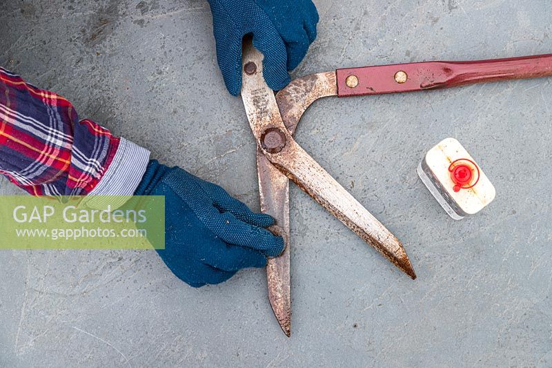 Woman wearing protective gloves and using wire wool and oil to clean up an old pair of lawn edging shears