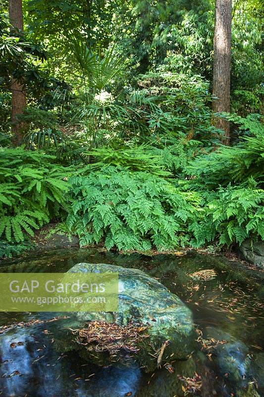 Adiantum venustum - Evergreen Maidenhair Fern - and other ferns by a small pond 