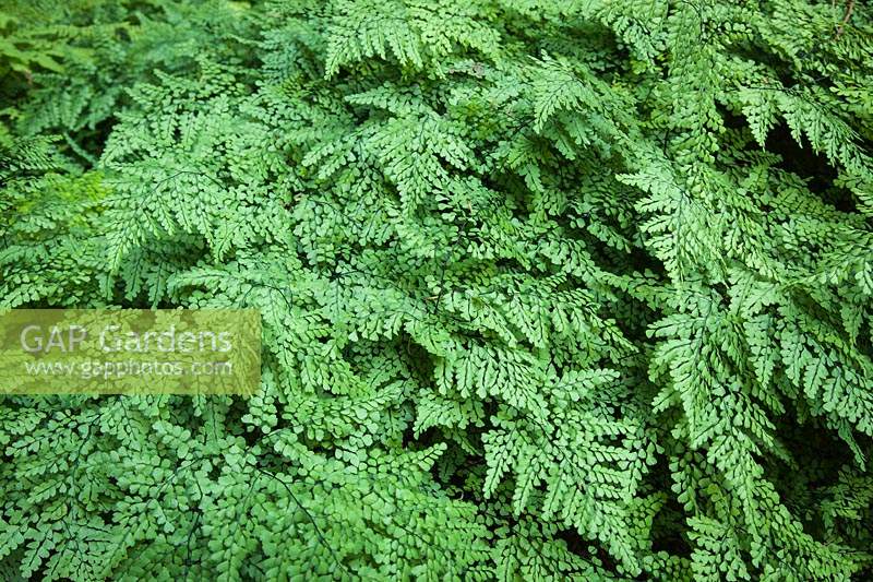 Adiantum venustum - Evergreen Maidenhair Fern